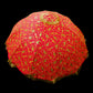 Chattar Saab, Shatar Sahib, Sikh Gurudwara Accessories, Sikh umbrella, Sikh Items,